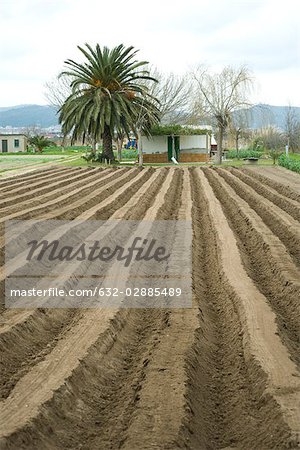 Uniform furrows of plowed field