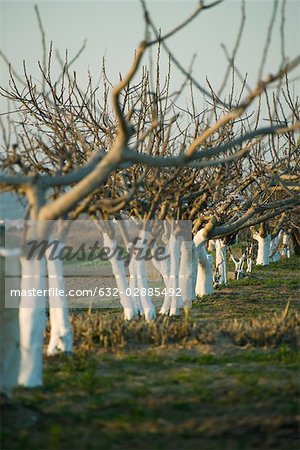 Bare fruit trees in orchard