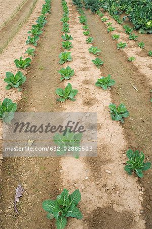 Légumes poussant dans les lignes de champ