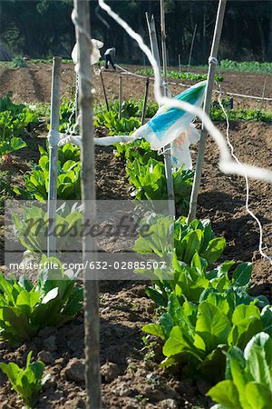 Stake with plastic bag waiving in wind above chicory plants growing in vegetable garden