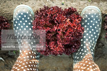 Head of merlot lettuce framed by pair of polka dotted galoshes viewed from above
