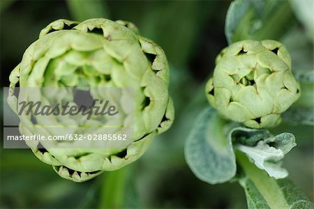 Artichokes, close-up