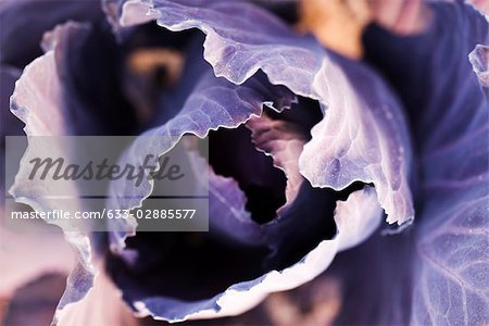 Purple cabbage, extreme close-up