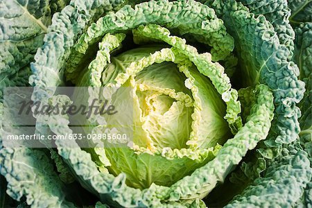 Savoy cabbage, close-up