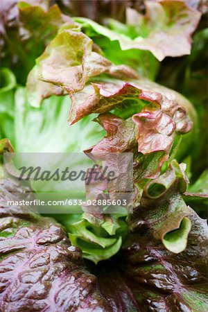 Batavia lettuce, close-up