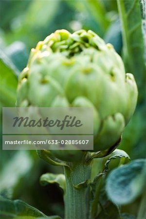 Artichoke growing, close-up