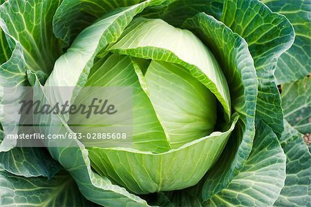 Cabbage growing, close-up