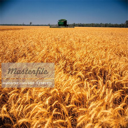 La récolte de blé
