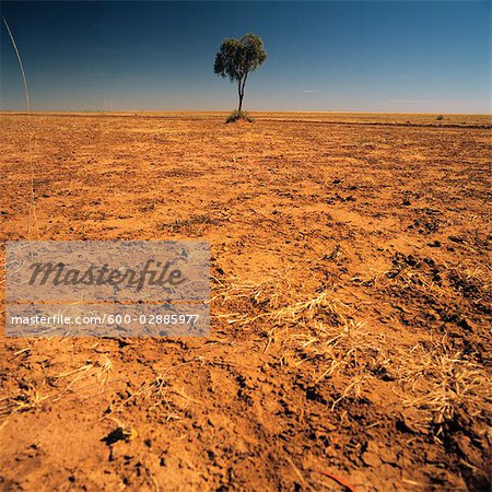 Lone Tree on a Barren Plain