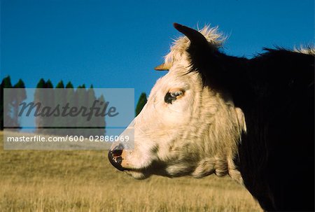 Beef Cattle, Cow, Profile Portrait