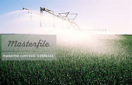 Spray Irrigation, Wheat Crop