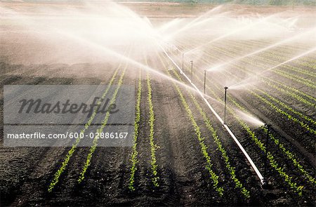 Spray Irrigation, Market Garden