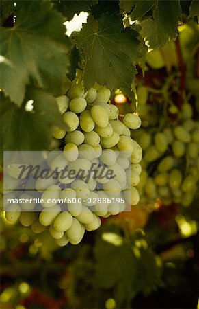 White Calmeria Table Grapes on Vine
