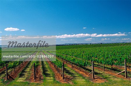 Vineyard, Grape Vines, Mudgee, Australia