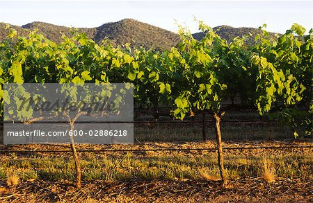 Vignoble, gros plan du CEP de vigne, Mudgee, Australie