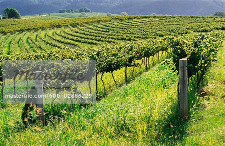 Vigne, vigne, Hunter Valley, Australie