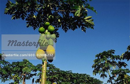 Paw Paw Plantation, Australia