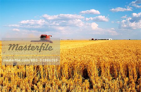 Wheat Harvesting, Australia