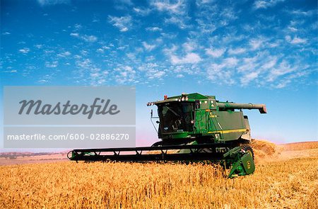 Wheat Harvesting, Australia