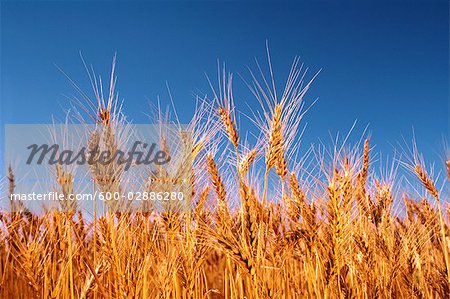 Wheat Crop Ready for Harvest, Australia