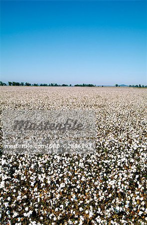 Récolte de coton, Australie