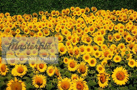 Sunflower Crop, Australia
