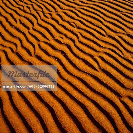 Ripples in Desert Sand