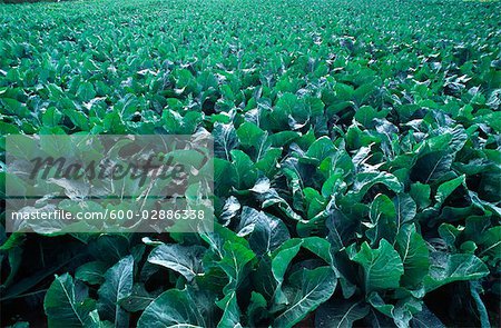 Field of Cabbages