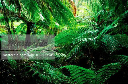 Forêt pluviale tempérée, Otway National Park, Australie