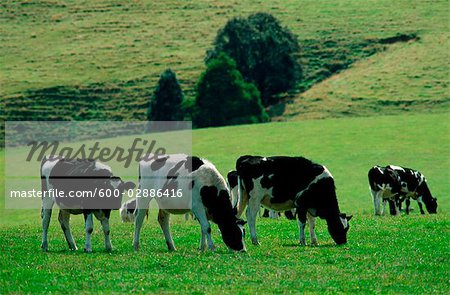 Dairy Cattle Grazing in Green Field