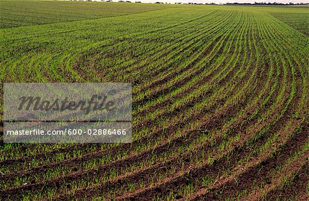 Récolte de blé de germination