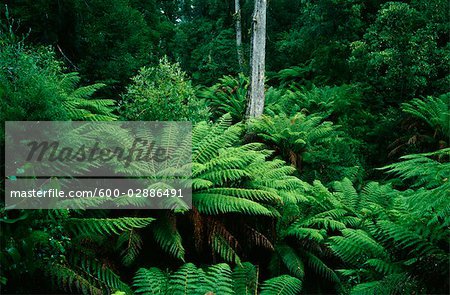 Fougères, Otway National Park, Victoria, Australie