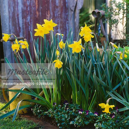 Jonquilles au jardin