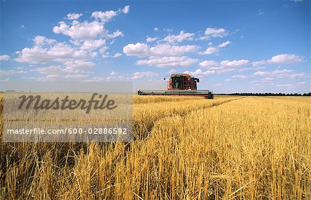 Wheat Harvesting, Australia