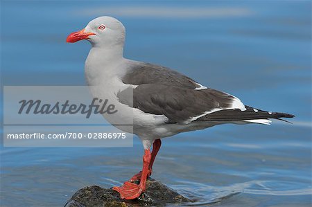 Seagull, Ushuaia, Tierra del Fuego, Argentina