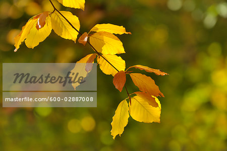 Tree Branch in Autumn, Odenwald, Hesse, Germany