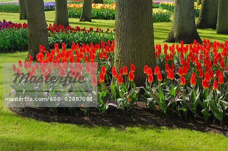 Rote Tulpen in Bloom, Keukenhof Gardens, Lisse, Niederlande