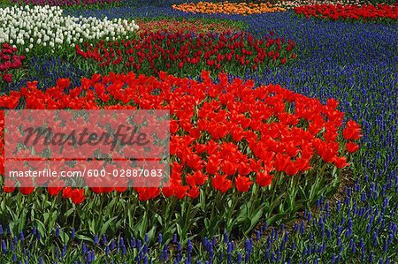 Tulips and Grape Hyacinth in Bloom in Botanical Garden, Lisse, Netherlands