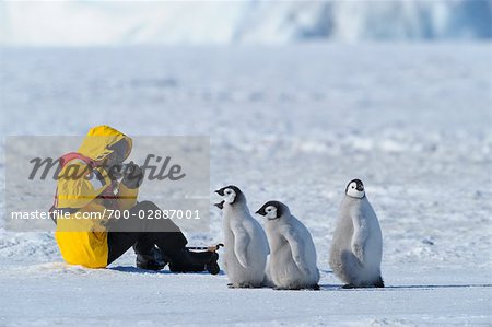 Tourist Photographing Penguin Chicks, Snow Hill Island, Antarctica