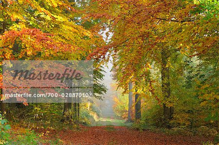 Weg durch Wald, Odenwald, Hessen, Deutschland