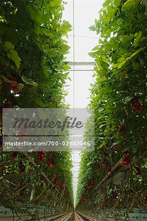 Tomate de serre plantes, Rilland, Zeeland, Pays-Bas