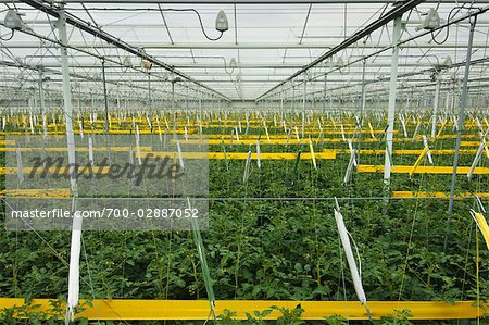 Hothouse Tomato Plants, Rilland, Zeeland, Netherlands