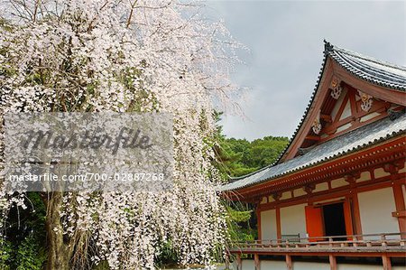 Cherry Blossoms, Daigoji Temple, Fushimi, Kyoto, Kyoto Prefecture, Kansai, Honshu, Japan