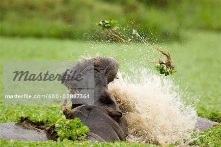 Hippopotamus' Fighting, Masai Mara, Kenya
