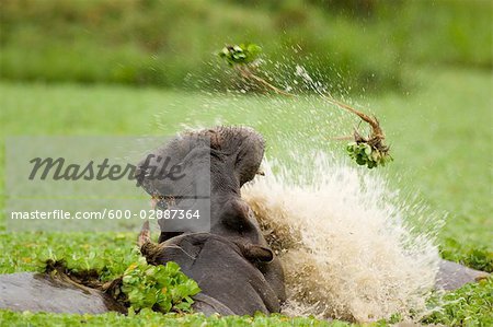 Nilpferd Kampfkunst, Masai Mara, Kenia