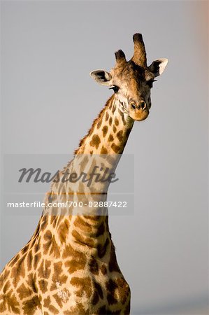 Giraffe, Masai Mara, Kenia