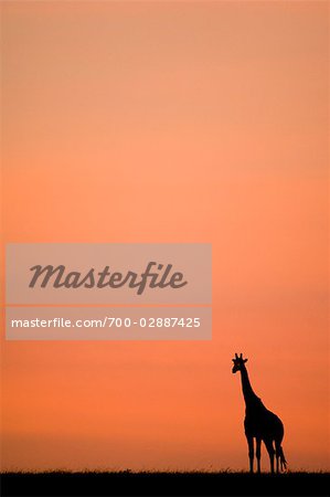 Silhouette de girafe au lever du soleil, Masai Mara, Kenya