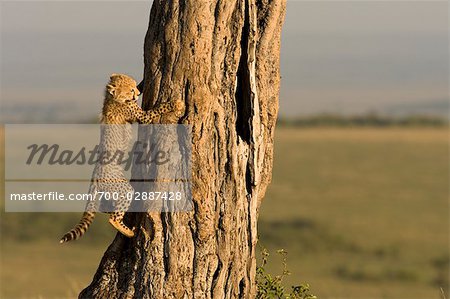 Cheetah Cub Climbing Tree, Masai Mara, Kenya