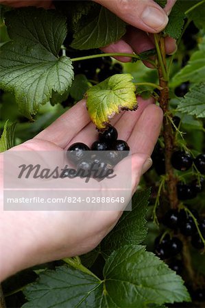 Blackcurrants (Ben Connan) , Ben Sarek-Ben Lomond Cross