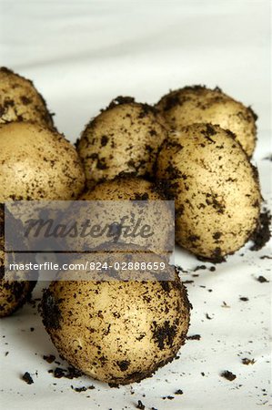 Premières pommes de terre primeurs (Pentland Javelin) fraîchement creusé de jardin
